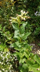 Hasteola suaveolens