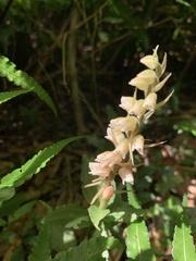 Goodyera foliosa