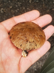 Fungi