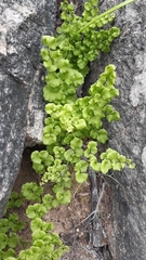 Adiantum chilense
