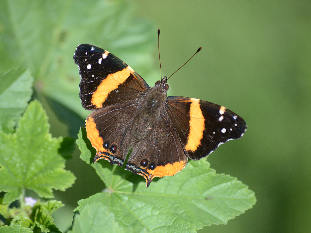 Southern Short-tailed Admiral