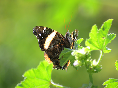 Vanessa hippomene hippomene
