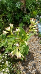 Hasteola suaveolens