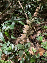 Goodyera foliosa