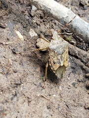 Podisus serieventris