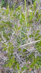 Bridgesia incisifolia