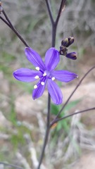 Pasithea caerulea