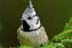 Lophophanes cristatus