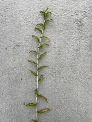 Potamogeton richardsonii