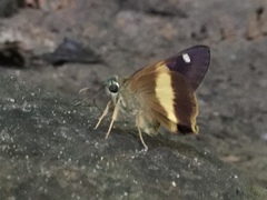 Hasora schoenherr chuza