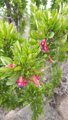 Fuchsia lycioides