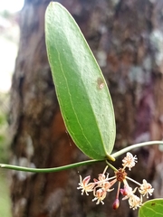 Smilax campestris