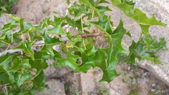 Vasconcellea chilensis