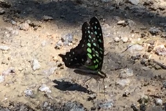 Graphium agamemnon agamemnon