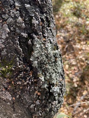 Flavopunctelia soredica