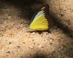 Appias lyncida vasava