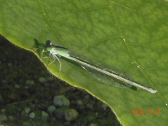 Ischnura asiatica