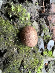 Scleroderma