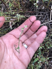 Polygonum arenastrum