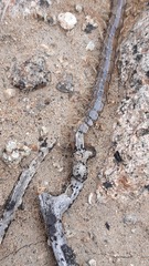 Akymnopellis