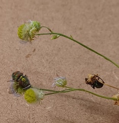 Entomophthora