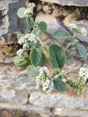 Heliotropium europaeum