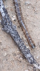 Akymnopellis