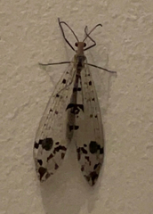 Dendroleon obsoletus
