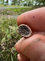 Scleroderma