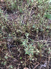 Polygonum arenastrum