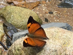 Doleschallia bisaltide pratipa