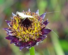 Oecanthus quadripunctatus