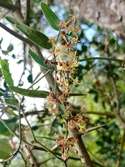 Smilax campestris