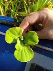 Pistia stratiotes