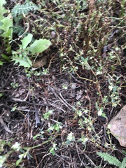 Polygonum arenastrum