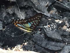 Graphium bathycles bathycloides