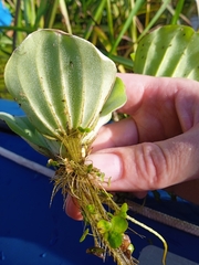 Pistia stratiotes