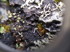 Crossocalyx hellerianus