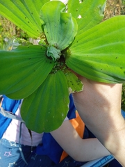Pistia stratiotes