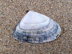 Latona deltoides