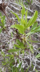 Flourensia thurifera