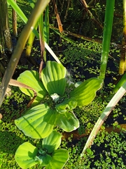 Pistia stratiotes