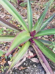 Tradescantia spathacea