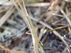 Achurum carinatum