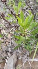 Flourensia thurifera