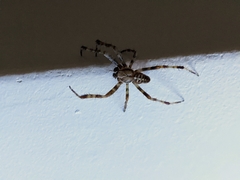 Araneus diadematus