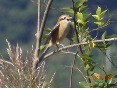 Lanius bucephalus