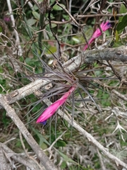 Tillandsia aeranthos