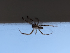 Araneus diadematus