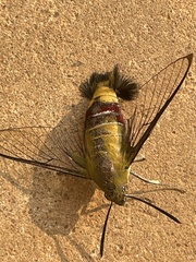 Cephonodes hylas virescens